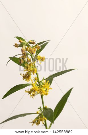 Solidago flowers over light background close up