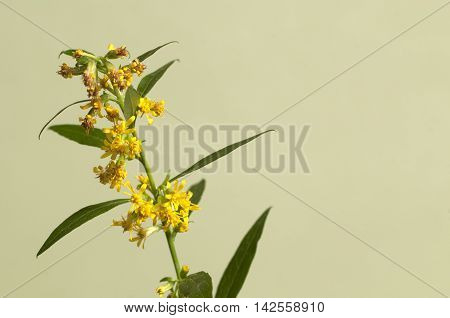 Solidago flowers over green background close up