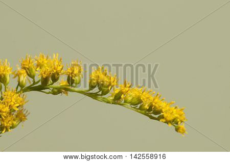 Solidago flowers over green background close up