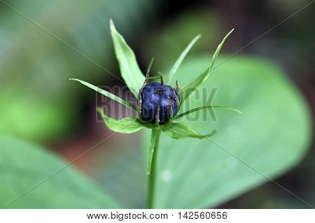 Berry of an herb paris (Paris quadrifolia)