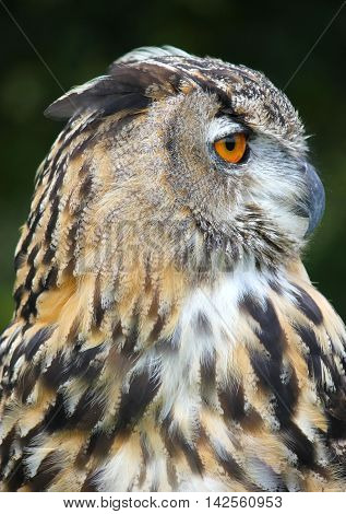 Bengal Eagle Owl (Male) Bird of prey