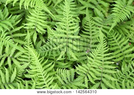 Leaves of the long beechfern (Phegopteris connectilis)