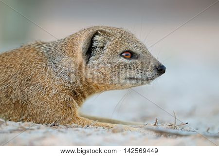 Portrait of a yellow mongoose (Cynictus penicillata), Kalahari desert, South Africa