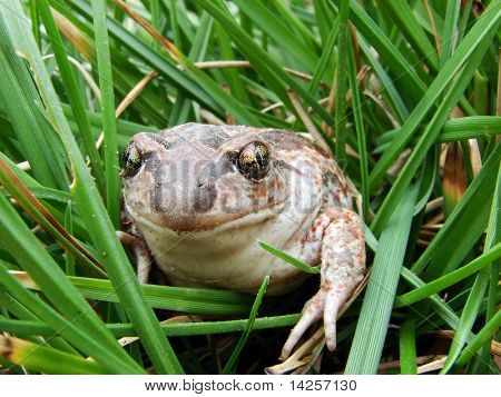 Un sapo sentados sobre la hierba húmeda