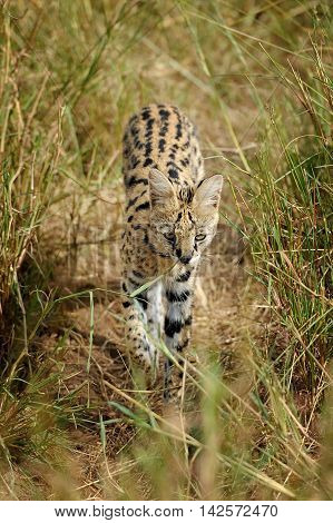 Serval Cat (felis Serval)