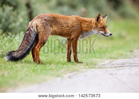 Amsterdam waterleidingduinen there is a family of red foxes in close up