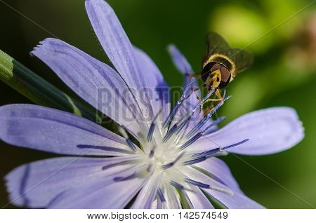 Bee Tirelessly Gathering Pollen from a Tiny Blue Flower