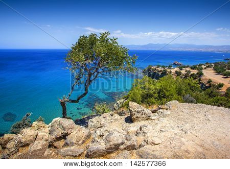 view of lonely tree and sea on Akamas peninsula Cyprus