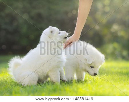 Human hand patting white puppy. Two puppies of Samoyed dog.