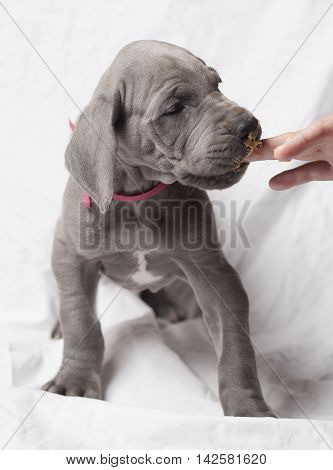 Small gray Great Dane puppy tasting peanut butter for the first time