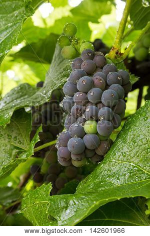 A cluster of wine grapes ripening on the vine.
