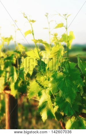Sangiovese vines  in Tuscany, Italy, toned, soft focus effect