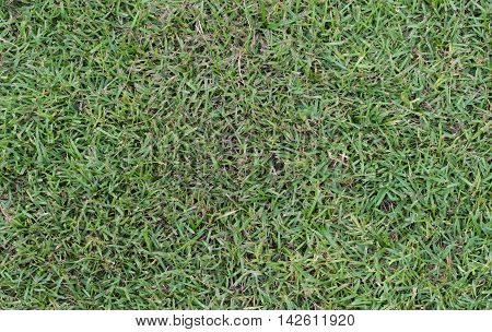 Green grass seamless texture. Seamless in only horizontal dimension.