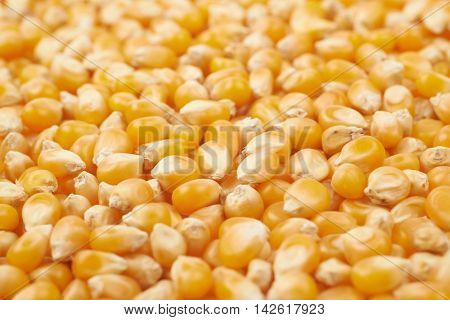 Surface coated with multiple corn kernels as a background composition with a shallow depth of field