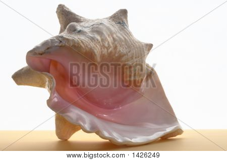 Stor Shell