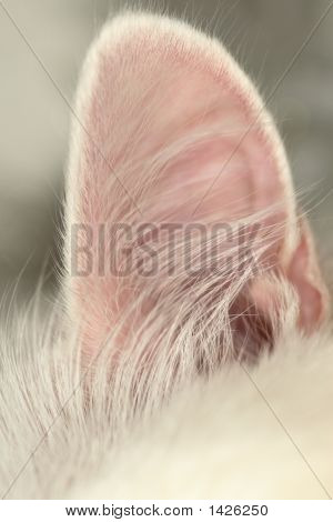 Øre