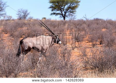 Gemsbok, Oryx Gazella In Kgalagadi