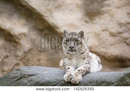 Snow Leopard, Irbis Uncia Uncia