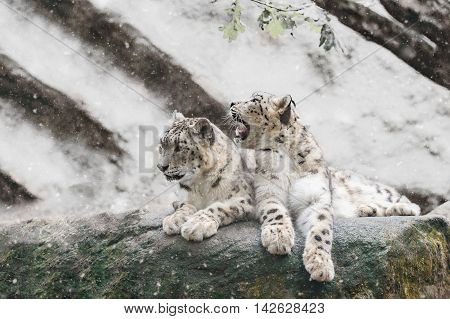 Snow Leopard Family, Irbis Uncia Uncia