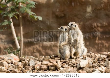 Family Of Meerkat Or Suricate