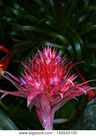 Aechmea fasciata Bromeliad on dark background pink
