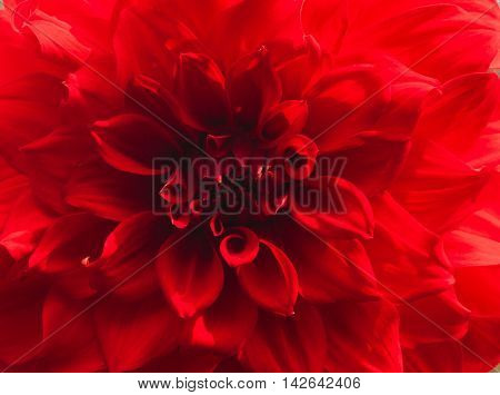 Close up of a beautiful red dahlia flower