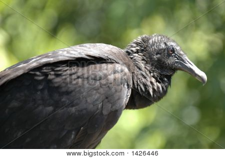 Bussard-Portrait