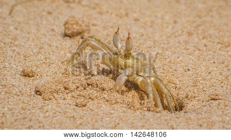 Crab on the coast of Sri Lanka. Small sand crab near its burrow on the Indian Ocean.
