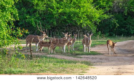 Herd of deer Ceylon. Safari in the Yala National Park.