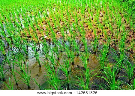 Fields ages One month of odd minutes to eat their rice.