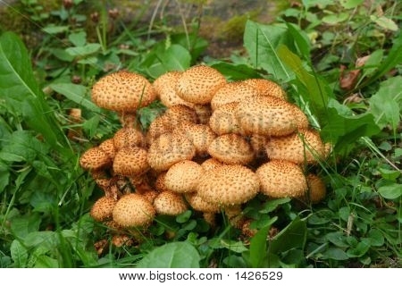 Pholiota Squarrosa