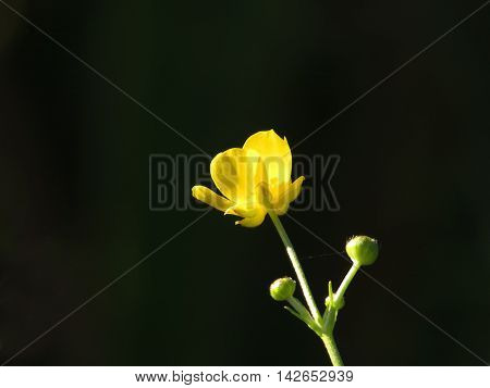 Wild yellow flower on a yellow background