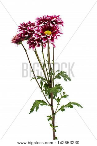 A  loveliness autumn chrysanthemum flower isolated white