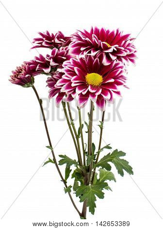 A  loveliness autumn chrysanthemum flower isolated white