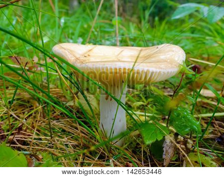 Wet and slippery mushroom growing in the forest. Season search of mushrooms for cooking.