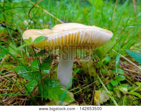 Wet and slippery raw mushroom growing in the forest. Season search of mushrooms for cooking.