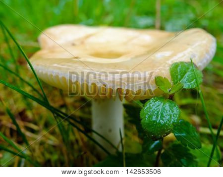 Mushroom edible Russula growing in the forest. Mushroom for salting. Season search of mushrooms for cooking.