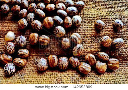 cereal crops The beauty of the seeds are ready to plant.