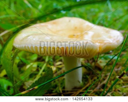 Slippery raw mushroom growing in the forest. Season search of mushrooms for cooking.