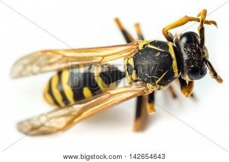 a wasp isolated on a white background