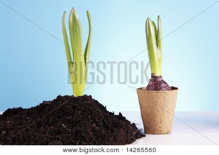 Concept de jardinage