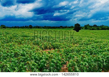 Cassava farmers grow beautifully in the evening of the cloud-filled sky.