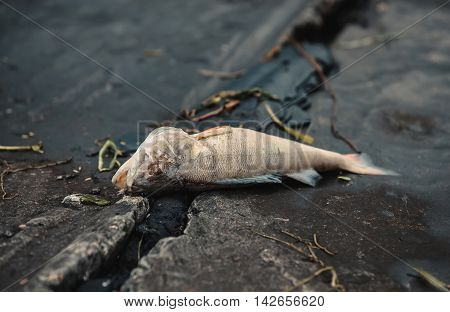 Bloated dead poisoned fish lies on the bank of the river. Environmental pollution. The impact of toxic emissions in the aquatic environment.