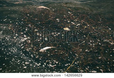 Bloated dead poisoned fish swims near the shore of the river. Environmental pollution. The impact of toxic emissions in the aquatic environment.