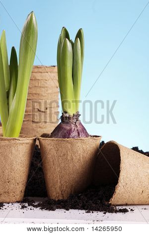 Concept de jardinage