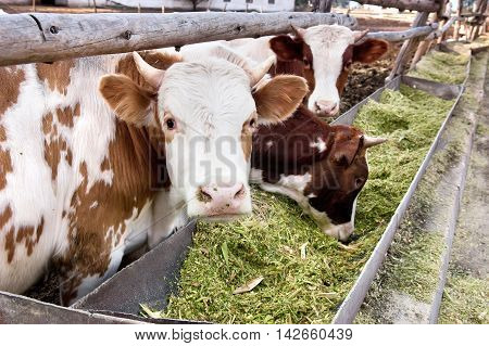 The cows eat silage feeders before the evening milking. Funny cow looking to a camera.