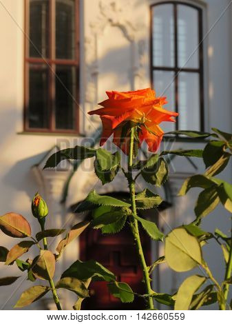 Orange rose on the background of the building with windows