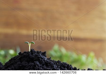 the green sprout sprouted in a soil