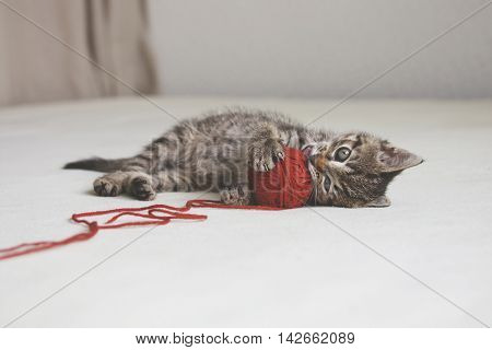 Kitten plays with tangle of red thread