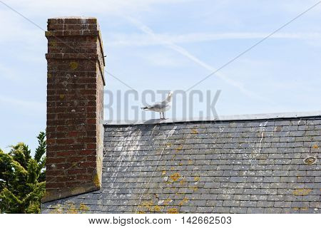 One bird stand alone on the old roof in front of the blue sky background.